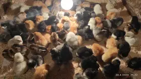 Slepičky Dark shell,Green shell,GreenDark shell a Lila