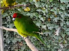 Prodám samce Kakarika