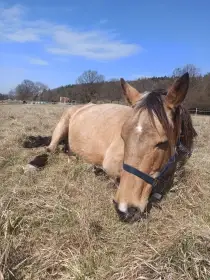 Obsedání koní / práce s problémovými koňmi – ustájení možné