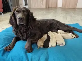 Německý křepelák s PP