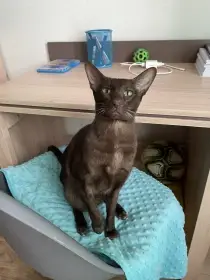 Prodám kocoura orientálního typu