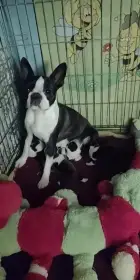 Boston Terrier,Bostonský Teriér,Boston