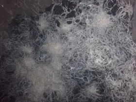 Živé krmivo, násady - Auloforus, Grindal, Izya, Mikry, Vířníci, Trepka, Dafnie..