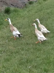 Kachňata indický běžec