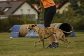 Vipet a agility? Ano! 😊