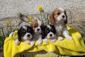 Kavalír King Charles Španěl - šteňátka s PP