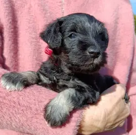 Knírač malý černostříbřitý