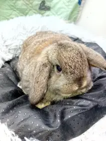 Zakrsli beranci vrh l