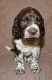 Beily z Vltavskych strání