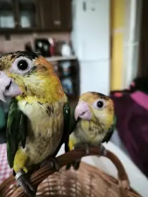 Amazonek bělobřichý