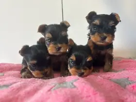 Jorkšírský teriér klasický s PP FCI štěně fenka