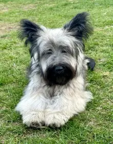 Štěňata vzácného Skye Terrier s PP - rezervace otevřena