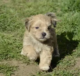 Havanský psík s PP