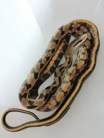 Orthriophis taeniurus friesei (užovka tenkoocasá tchajwanská)