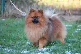 Německý špic malý- fenky s PP ( v rodokmenu Pomeraniani )