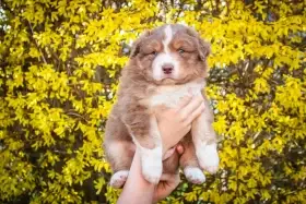 Chlapeček australského ovčáka