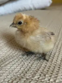 Kuřátka Hedvabničky velké vousaté