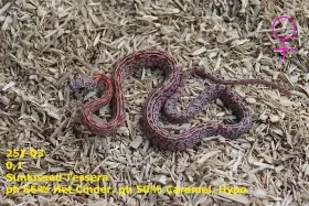 Užovka červená (P. guttatus) - Shatter, Sunkissed