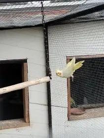 Korela lutino - Samec