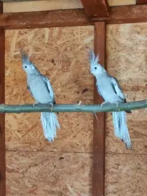 Mladé samičky Korely bělohlavé