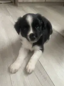 Štěňátka ihned k odběru