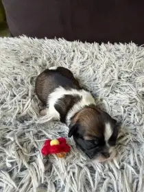 Štěňátka Shih-tzu
