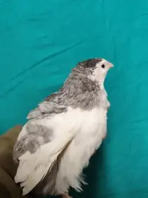 Japonská křepelka, anglická černá, celadon