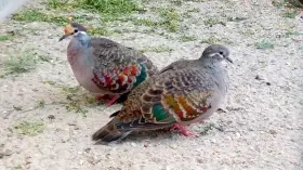 Holub bronzovokřídlý