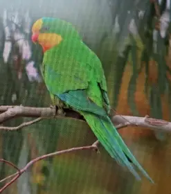 Papoušek nádherný (baraband) - pár