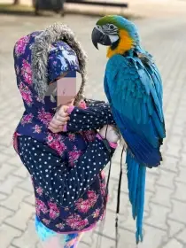 Mláďata ara ararauna