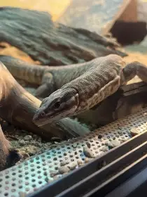 Nabízím samce varana Acanthurus.