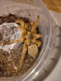 Sklípkani - samci, samice, mláďata / Fauna trhy Ostrava 26.4