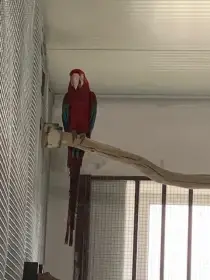 Amazoňan žlutokrký