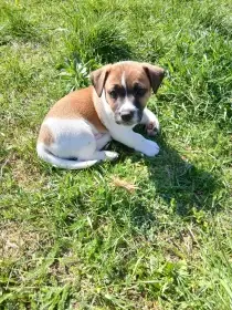 Prodám štěňátka, typ Jack russell teriér bez pp