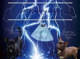 Čivava s PP ( FCI )