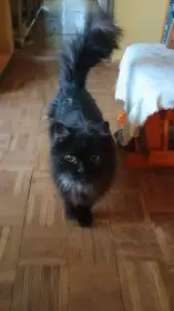 Dvě starší kočičky do dobrých rukou