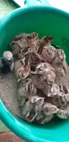 Nabízím kuřata České zlaté kropenky