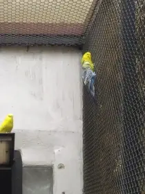 Andulky 1/26 až 2/26