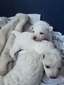 Prodám psa bichon frise