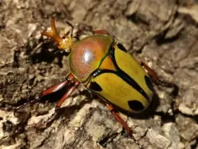 Eudicella trilineata - Larvy