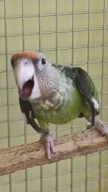 Papoušek šedohlavý - Poicephalus fuscicollis