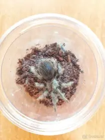 Tliltocatl (Brachypelma) albopilosum Nicaragua