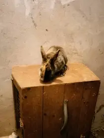 Malí rexi černožlutí se zahraničním původem do chovu plášťových strakáčů