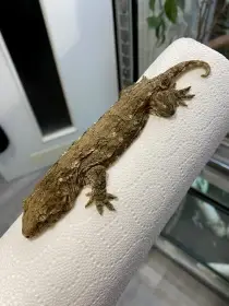 1.0 R. Leachianus Mt. Koghis