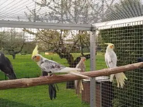 Prodám loňské korely