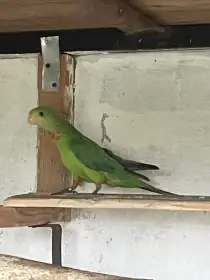 Papoušek nádherný