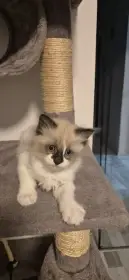 Koťátka typu Ragdoll