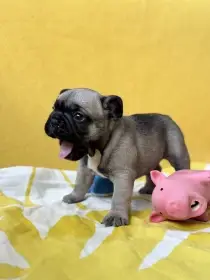 Francouzský buldoček – štěňata s PP (FCI)