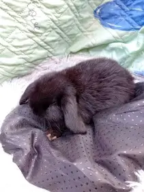 Zakrsli beranci vrh l