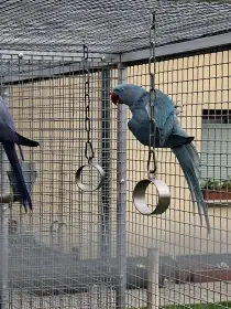 Alexandr velký modrý